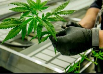 Covid-19: Ab’ebyobulamu balabudde ku bakozesa enjaga okulwanyisa Corona