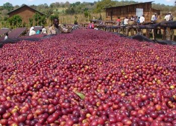 Emmwanyi Terimba : Uganda ekwata kyamusanvu mu nsi ezirima emmwanyi