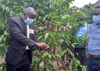 Katikkiro Mayiga  akunze Bannabulemeezi okulima emmwaanyi, aggaddewo ekitundu ky’Emmwaanyi Terimba A