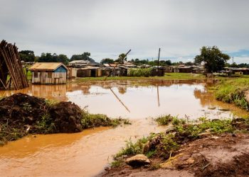 Gavumenti etandise okwerula empenda z’entobazi okukuuma Obutondebwensi