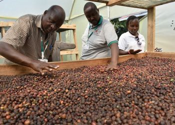  Uganda yeyongedde okufuna ssente mu Mmwaanyi ezitundibwa ebweru