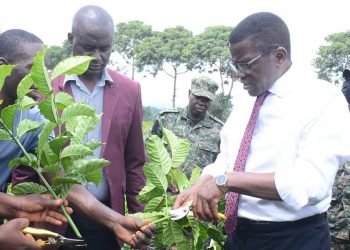 Alipoota : Uganda ekutte kya 8 munsi yonna mukulima emmwaanyi