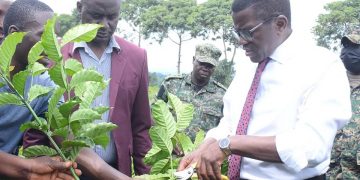 Alipoota : Uganda ekutte kya 8 munsi yonna mukulima emmwaanyi