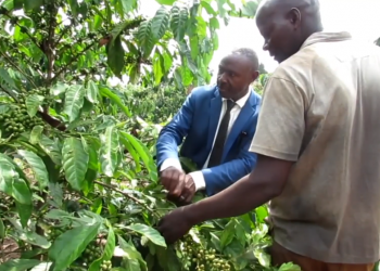 Kasujju asabye abazadde okwegendereza Sikaala, mulimu ezirumira