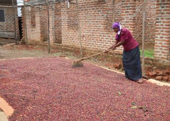 Abalima emmwaaanyi e Buddu basattira lwa babbi