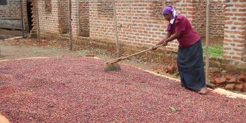 Abalima emmwaaanyi e Buddu basattira lwa babbi