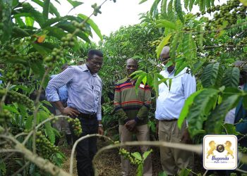 Okuggyawo UCDA  kibonerezo eri Abaganda  abasinga okulima emmwanyi – Katikkiro Mayiga