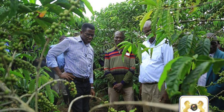 Okuggyawo UCDA kibonerezo eri Abaganda abasinga okulima emmwanyi – Katikkiro Mayiga