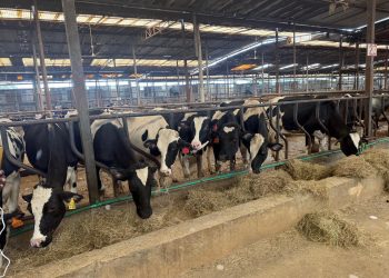 E Kenya Ente zisula ku mifaliso!