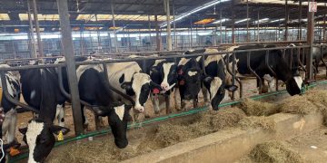 E Kenya Ente zisula ku mifaliso!