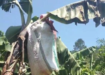 Enkima zizinzeeko abalimi e Kiboga