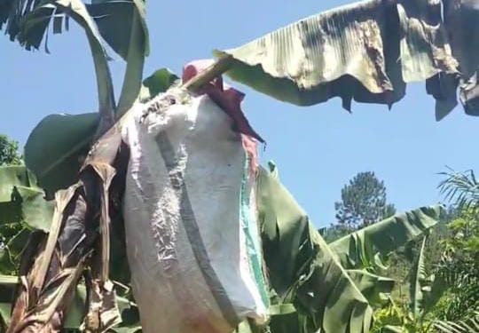 Enkima zizinzeeko abalimi e Kiboga