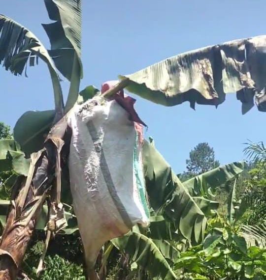 Enkima zizinzeeko abalimi e Kiboga